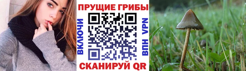 купить наркотики цена Рыбное Галлюциногенные грибы Psilocybine cubensis